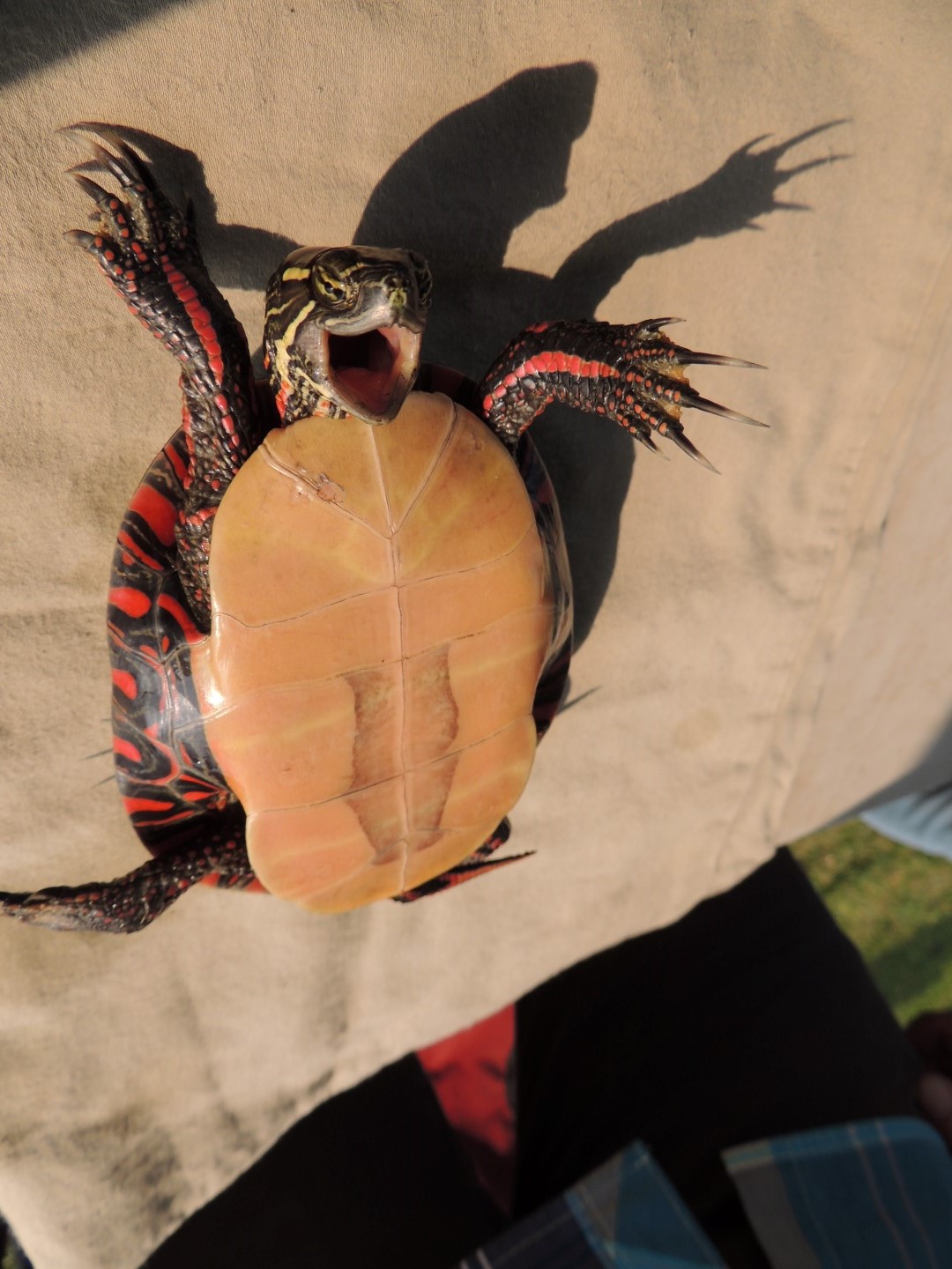 Day5 Turtle9 Aug8 14 (7)